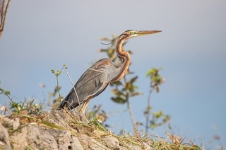 IMG_0106.jpg