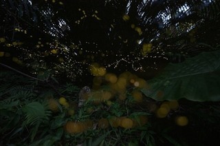S20190313 - コピー.jpg