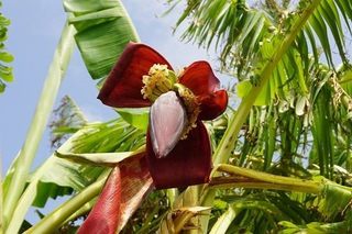 Sbanana (1).jpg