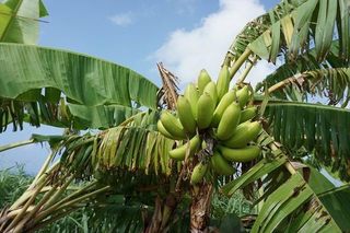 Sbanana (2).jpg