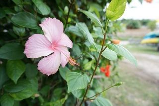 Shaibi (1).jpg