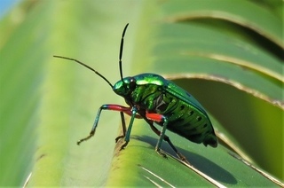 Skinkame (2).jpg