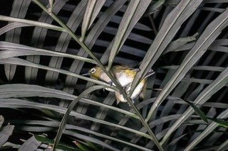Snd257c - コピー.jpg