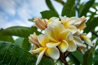 Spurumeri (1).jpg