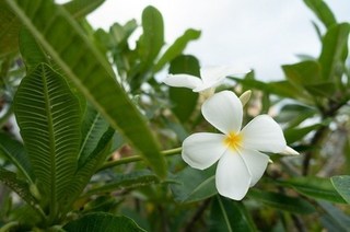 Spurumeri (2).jpg