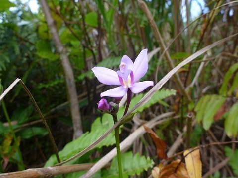 コウトウシラン 石垣島日記