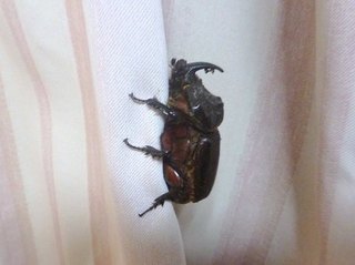 Ssaikabuto.jpg