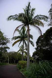 Syasi).jpg