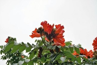 kaenboku (2).jpg